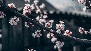 Snow-n-Summer