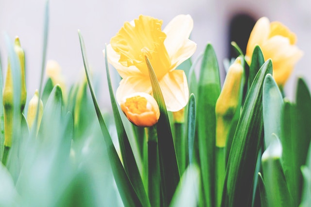 Yellow_Tulips_with_Bright_Green_Stems